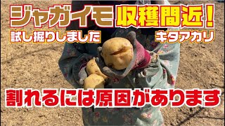 ジャガイモ割れる理由【ジャガイモ】【キタアカリ】【赤アンデス】【育て方】【栽培方法】