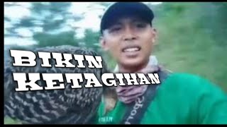 NYANGGONG AYAM HUTAN MAU TIDUR