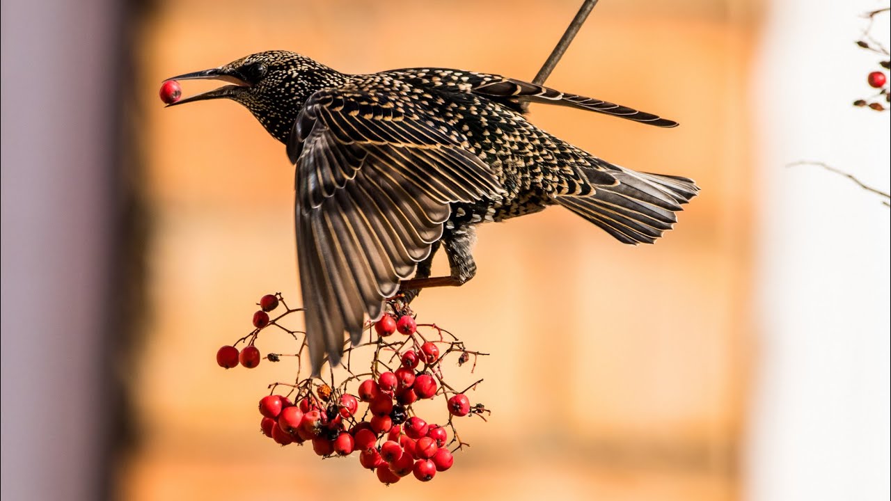 Песнь скворцов