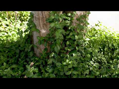 Video: Euonymus Wintercreeper Management: tips voor het beheersen van Wintercreeper