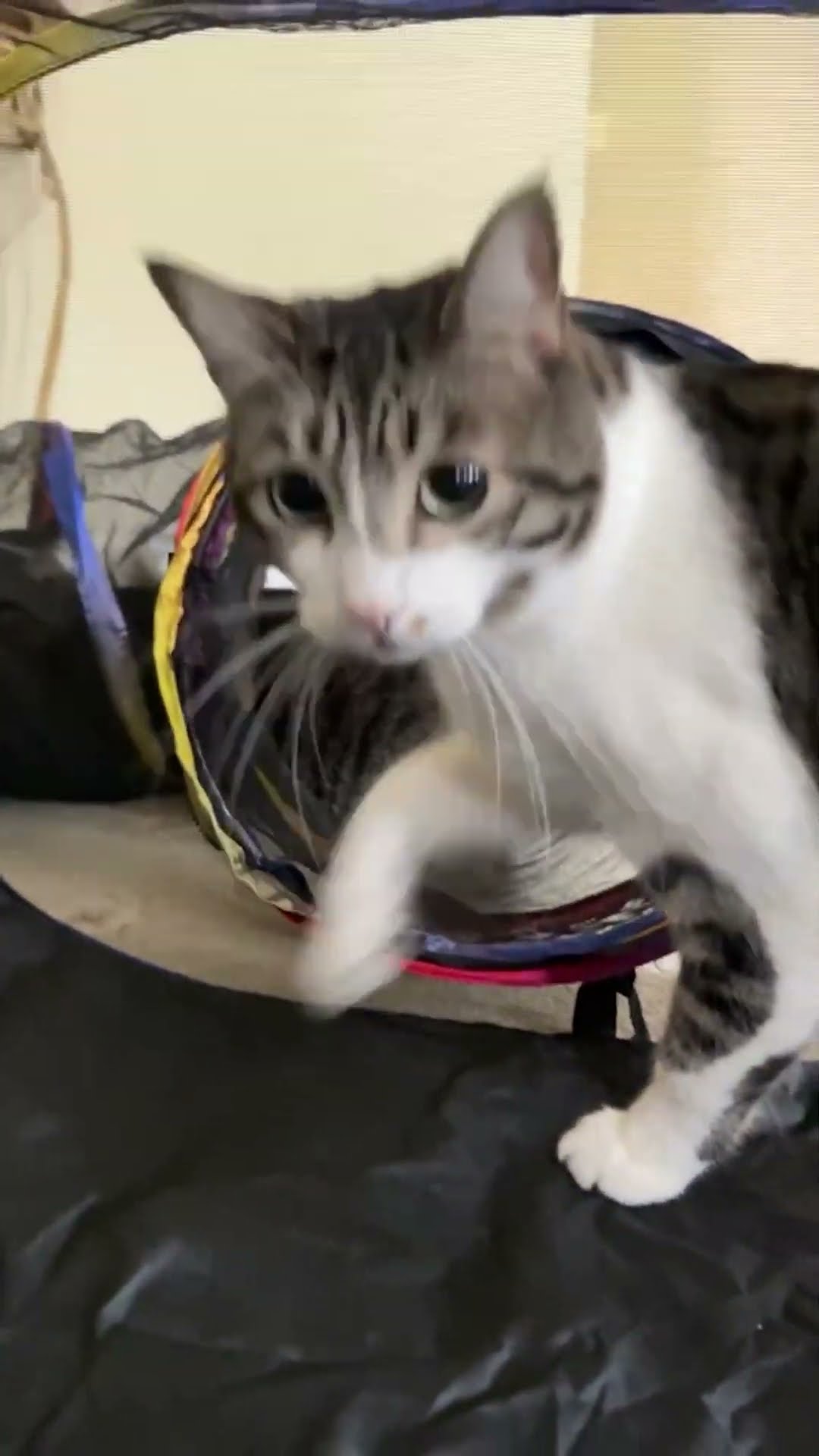 She Said She Wanted A Play Tent For Her Cats! | The Dodo