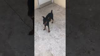 Video of adoptable pet named Mini Pinscher Puppy Boy