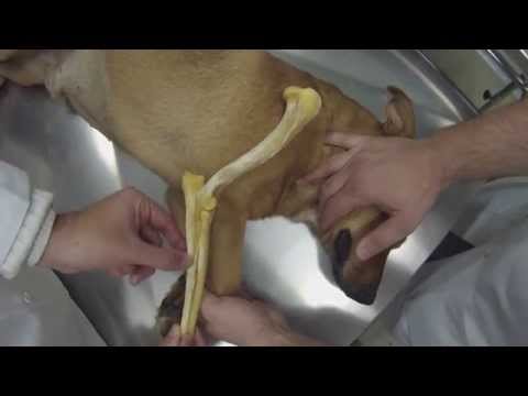 Vídeo: Efeitos colaterais da glucosamina para um cão