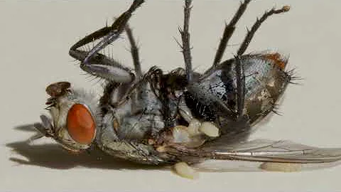 How flies can help us solve murders - an introduction to forensic entomology