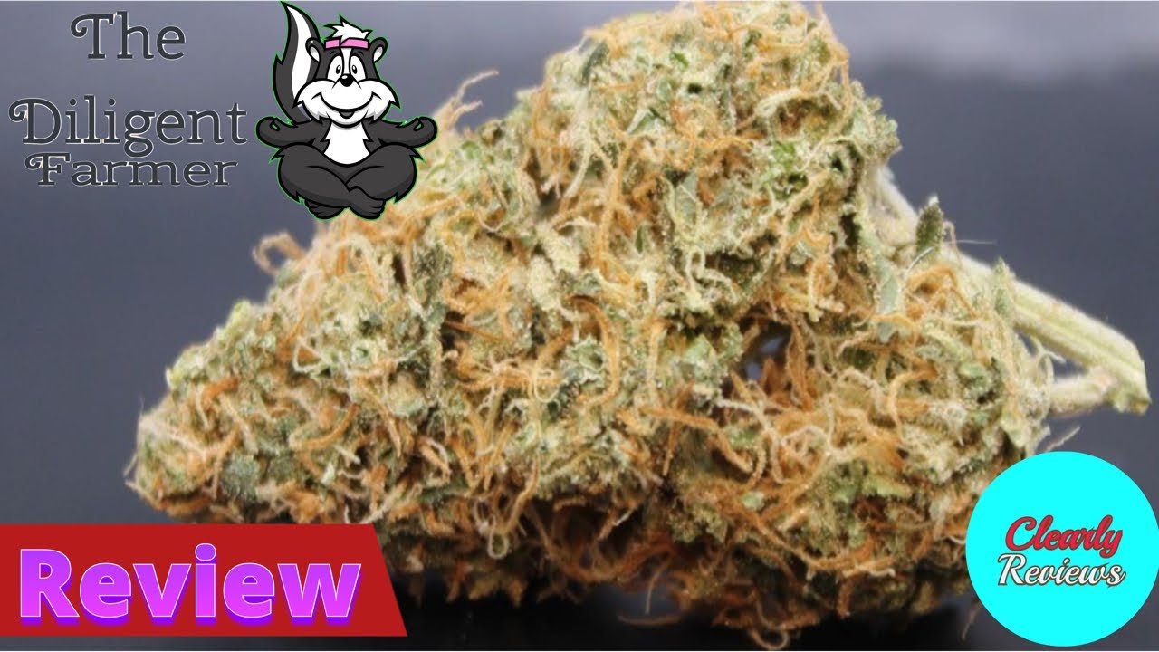 Shrimp Scampi Grown By The Diligent Farmer Bred By Teaming With Terps STRAIN REVIEW
