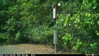 Wood Duck jump June 2020