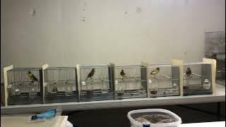 American singer canary