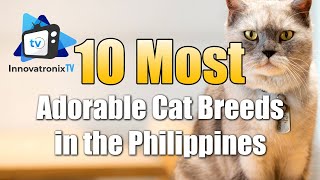 Most Adorable Cat Breeds in the Philippines | TOP 10