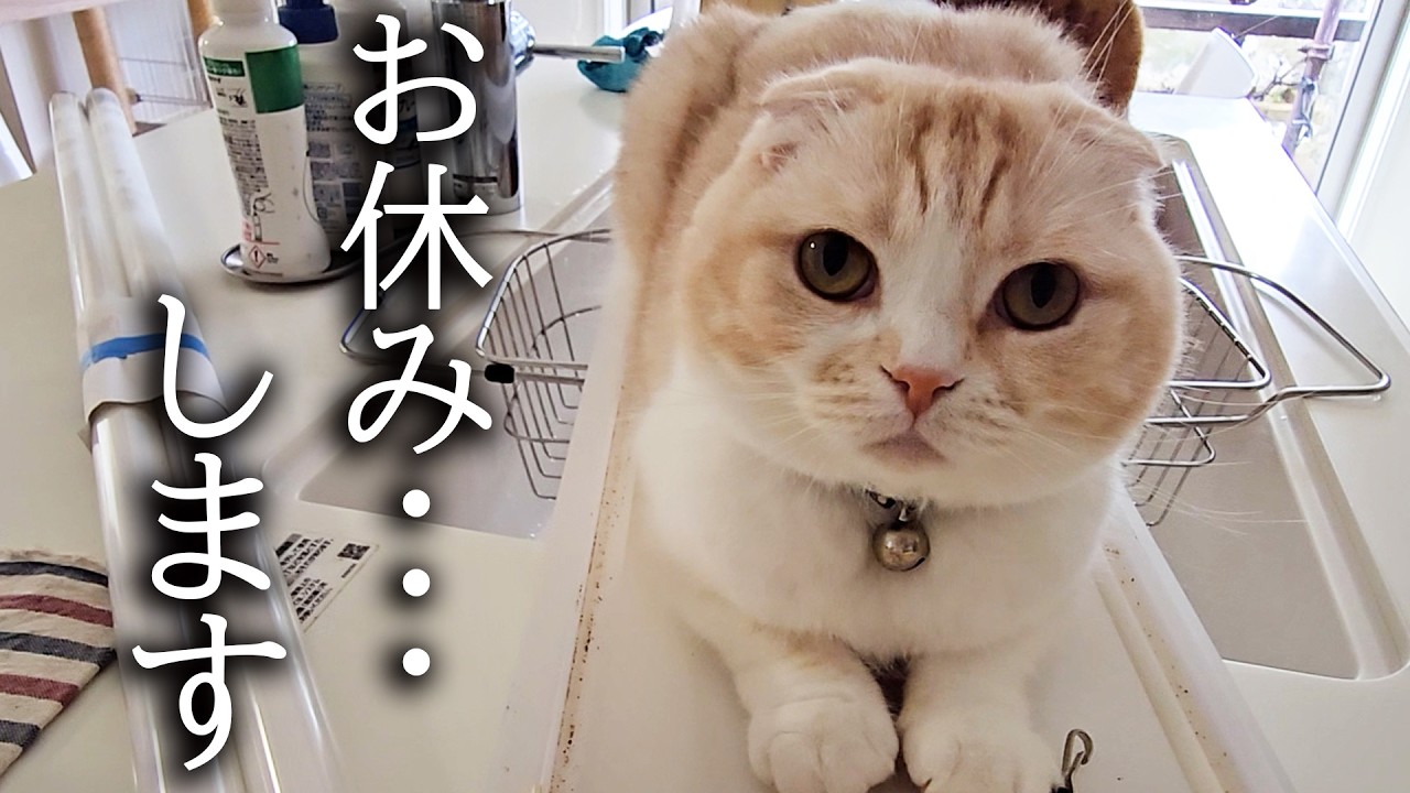 突然ですがお休みすることになりました...