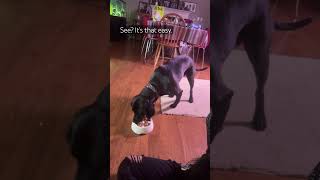 Download Lagu #feminism #awareness #women #woman #men #man #usa #america #fyp #shorts #womenempowerment #dog #pet MP3