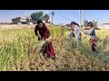 Rice Harvest: A Mother&#39;s Steadfast Commitment to Her Children&#39;s Prosperity