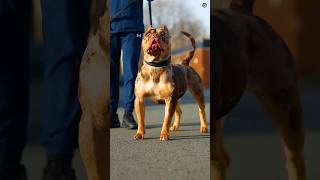 Top 10 Most Dangerous Dog Breed In The World  #ytshorts #Viral #Video #Pitbull #Cane corso