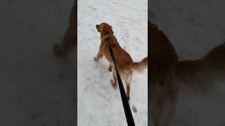Snow excitement #snow #dogs #dogshorts #goldenretriever #golden #shortsvideo #puppy #doglover