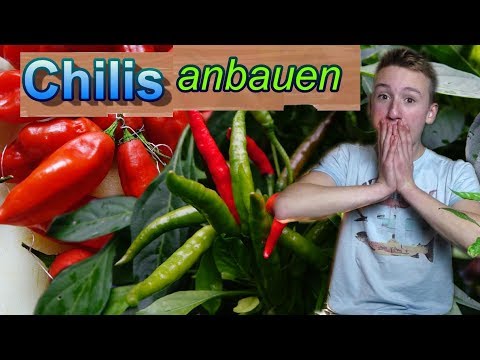 Video: Jalapeños Rangerer 2500 På Varmeskalaen. Jeg Spiste Chilis Som Rangerer 1 318 000. Her Skjedde Det - Matador Network