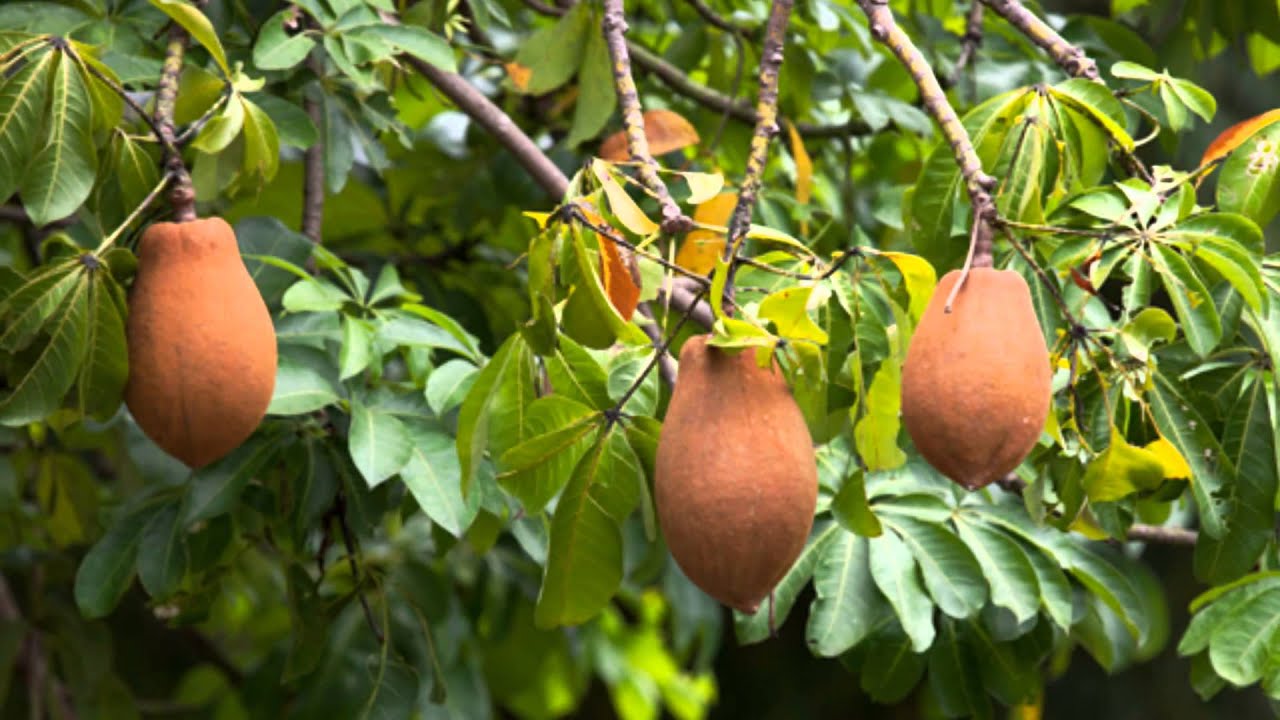 Pachira aquatica