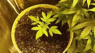 Master kush week 1 preflower ABD week 2