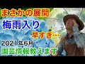 【2021年６月】園芸裏情報解禁します【カーメン君】【園芸】【ガーデニング】【初心者】