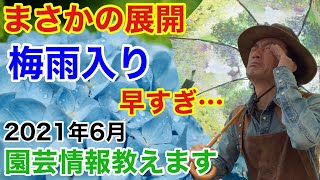 【2021年６月】園芸裏情報解禁します【カーメン君】【園芸】【ガーデニング】【初心者】