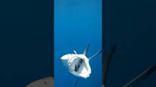 POV: A shark tried to vlog 🦈📸#🦈shark  #underwaterlife  #gopromoments
