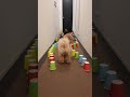 Dog runs!🐶Part50 #shorts