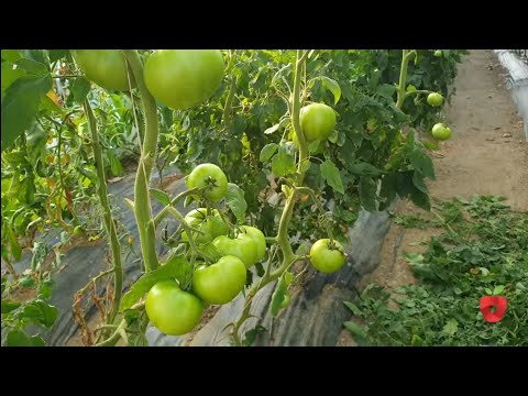 Video: Savjeti Uzgajivača Povrća Za Paradajz. Dio 2
