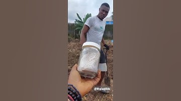 Giving Him #eggshells To add to the soil for that extra calcium .#plantfood