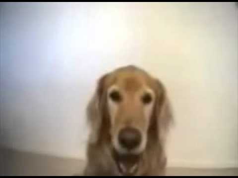 FUNNY DOG / მხიარული სასაცილო ძაღლი