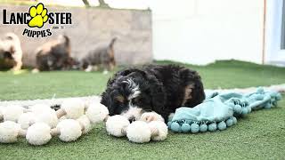 Adorable Mini Bernedoodle Puppies