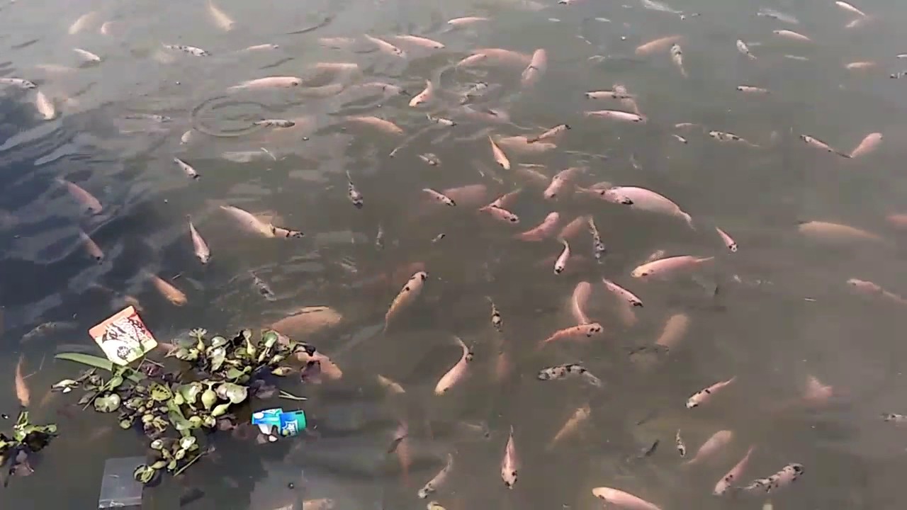 Budidaya Ikan Nila Di Depan Rumah YouTube