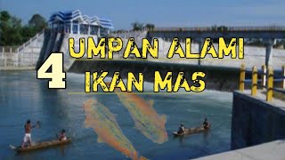 TOP 4 Umpan Alami Ikan Mas Terbaik
