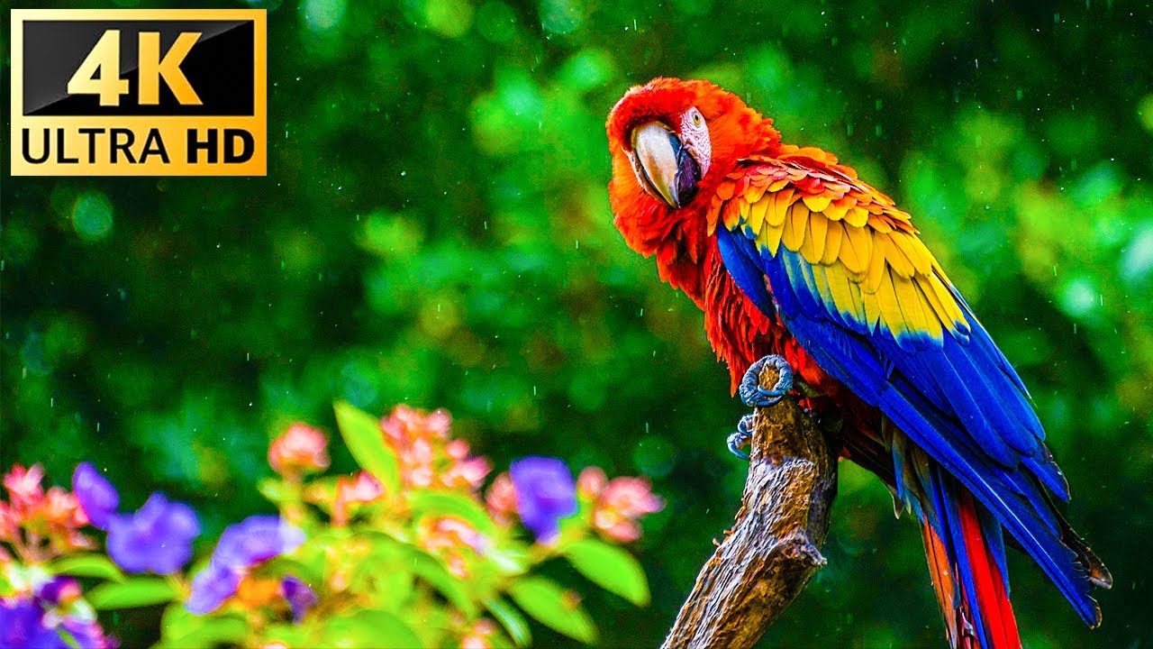 Our Planet  Birds Of The World 4K   Relaxing Music With Colorful Birds In The Rainforest