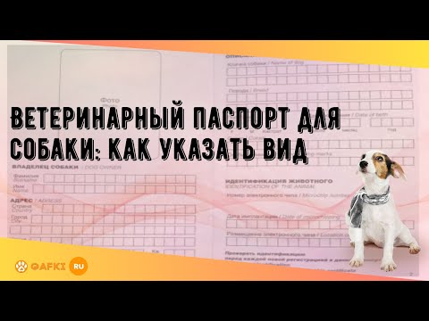 Ветеринарный паспорт для собаки: как указать вид