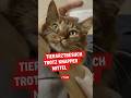 Tierarztbehandlung trotz finanzieller Not