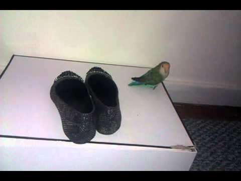 lovebird shoes