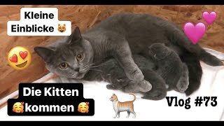 Die Kitten kommen | Katzengeburt BKH | Vlog #73 (11.01.21) || Uschi Time