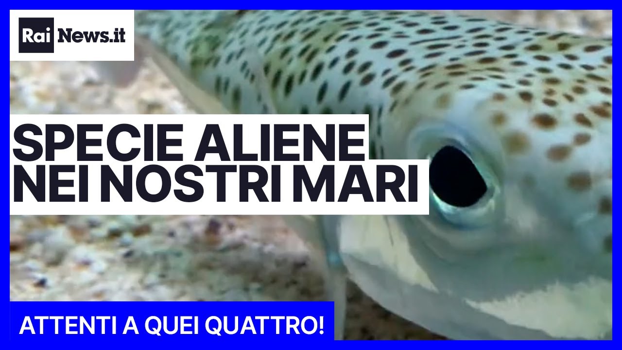 Specie aliene nei nostri mari, quali sono e che rischi portano