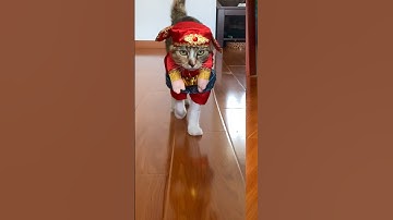 Catwalk by Fifi - cat in costumes
