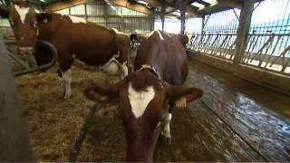 Salon de l'agriculture : la sélection génétique des vaches en Bretagne