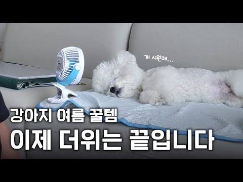 무조건 성공하는 강아지 여름꿀템 6가지 (쿨매트, 쿨조끼 뭐가 좋은지 확실히 정리해드립니다)