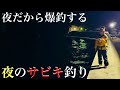 【真似したら釣れます】釣りすぎ注意 ！良型連発！夜のサビキ釣りで溢れるほどの大漁釣果！