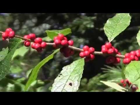 Video: Saan lumalaki ang mga Winterberry?