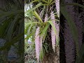#globaltrending #nature #Orchid
