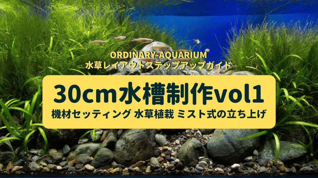 小型水槽におすすめの水草 ー 前景 中景 後景 活着 タイプ別にご紹介ー Ordinary Aquarium