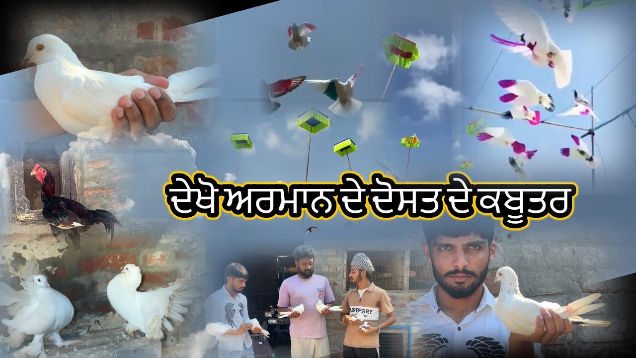 ਦੇਖੋ ਅਰਮਾਨ ਦੇ ਦੋਸਤ ਦੇ ਕਬੂਤਰ🕊️❤️