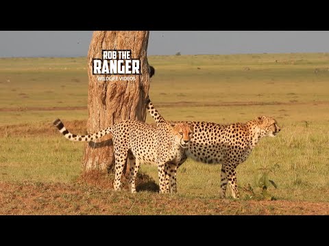 An Afternoon With A Cheetah Coalition | Lalashe Maasai Mara Safari @robtheranger