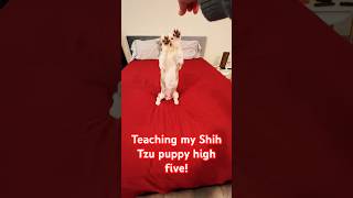 Shih Tzu puppy learns high five! #tricks #shihtzupuppy #puppyshorts #shorts #shihtzu #puppies