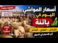 مباشر من سوق باتنة آخر أسعار المواشي اليوم عين التوتة