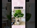 Plantas para ter dentro de casa