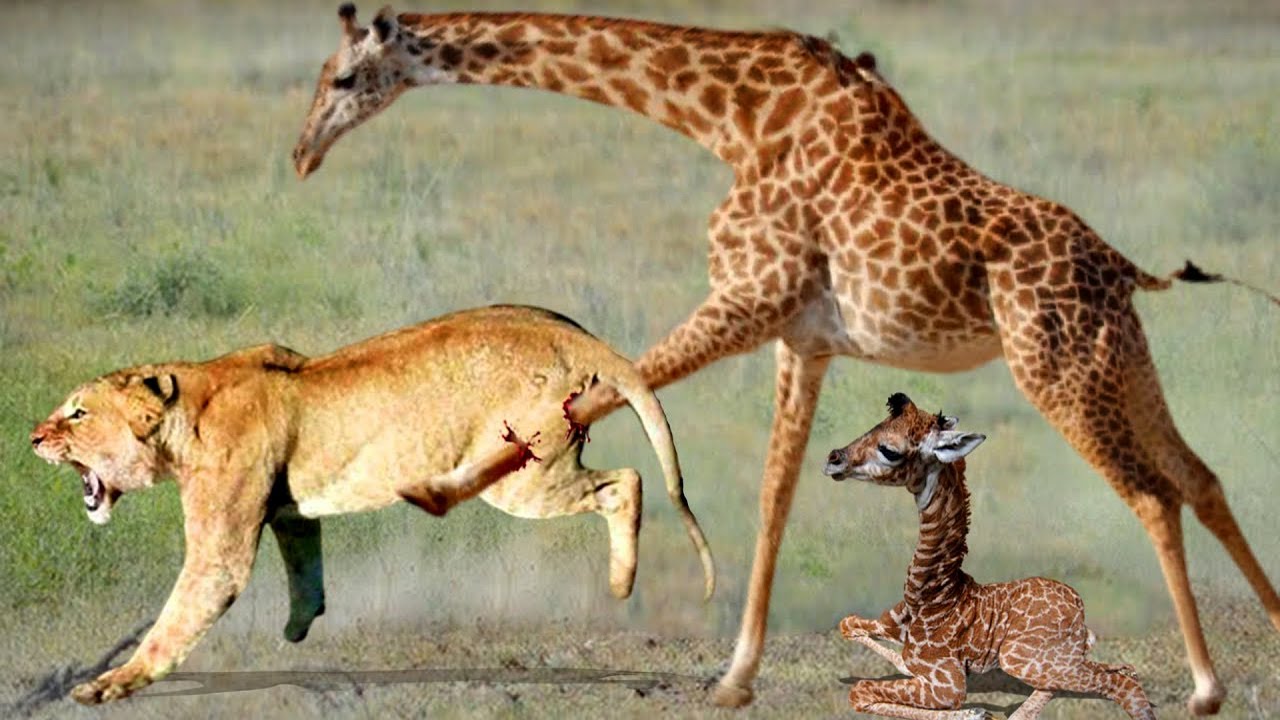 Most Amazing Moments Of Wild Animal Fights! Wild Discovery Animals ...