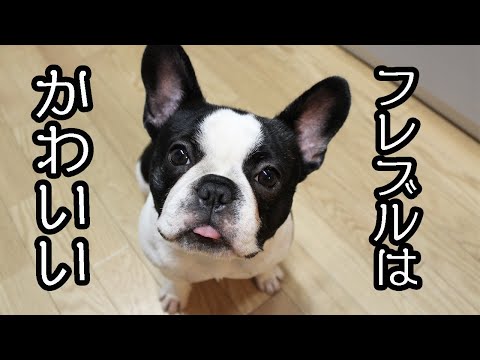 5分でフレンチブルドッグを好きになる動画できました!!【フレブル・frenchbulldog】
